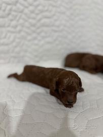 Cuccioli di Barboncino