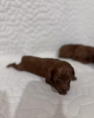 Cuccioli di Barboncino