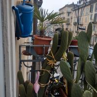 bellissime piante 