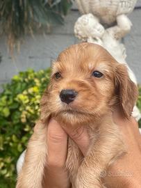 Cuccioli di cocker spaniel con pedigree enci
