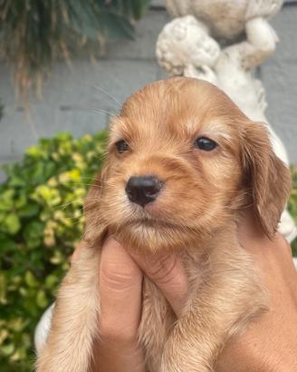 Cuccioli di cocker spaniel con pedigree enci
