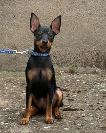 Pinscher maschio