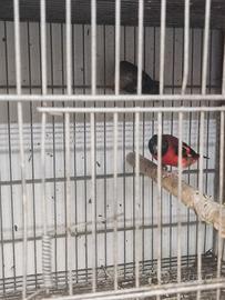 Cardinalini del Venezuela
