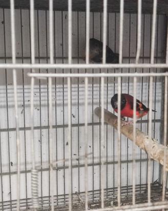Cardinalini del Venezuela
