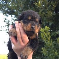 Cuccioli rottweiler