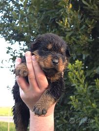 Cuccioli rottweiler