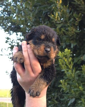 Cuccioli rottweiler