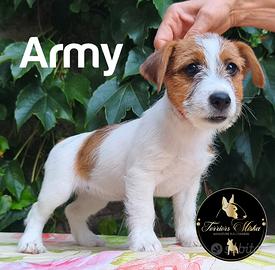 Jack Russell Terrier cuccioli