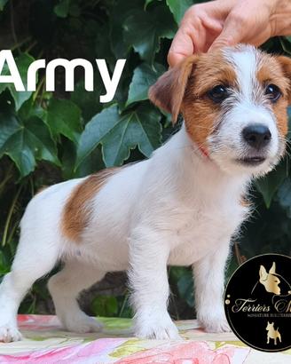 Jack Russell Terrier cuccioli