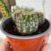 Piante da appartamento cactus