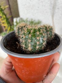 Piante da appartamento cactus