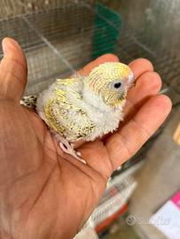 Pullo di cocorita clearbody