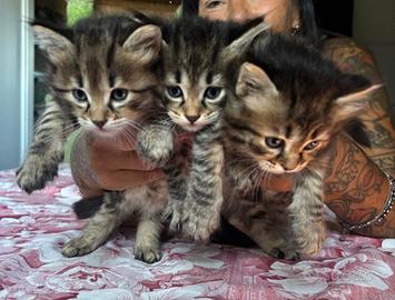 Gattini Siberiani ipoallergenici