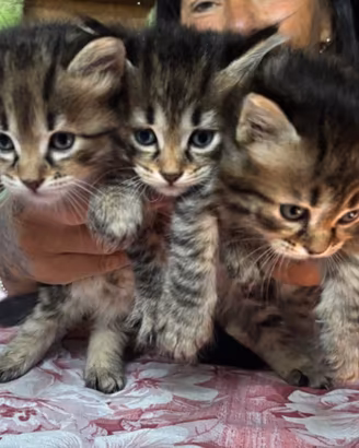 Gattini Siberiani ipoallergenici