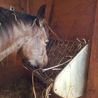 Mangiatoia Rastrelliera per cavalli