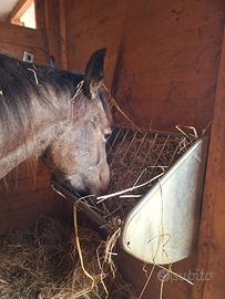 Mangiatoia Rastrelliera per cavalli