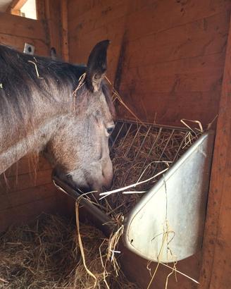 Mangiatoia Rastrelliera per cavalli