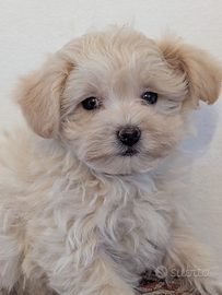 Maltipoo madchioy