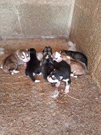 Cuccioli siberian husky