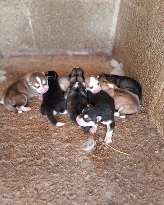 Cuccioli siberian husky
