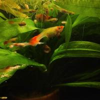 Guppy Platy e caridine, varie colorazioni e grande