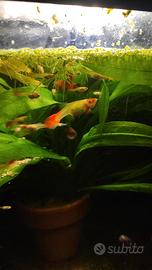 Guppy Platy e caridine, varie colorazioni e grande