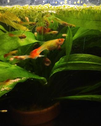 Guppy Platy e caridine, varie colorazioni e grande