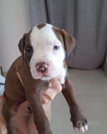 Pitbull cuccioli