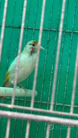 Cardellino