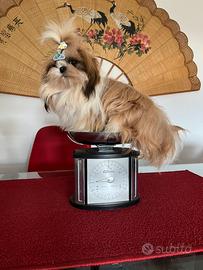 Lo shih tzu Stallone