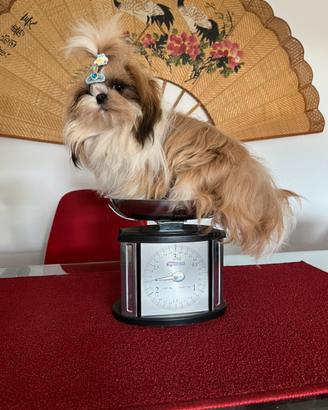 Lo shih tzu Stallone