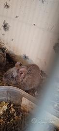 Degu e ratti