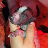 Cuccioli di cane nudo messicano xolo
