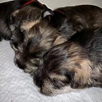 Cucciolata do schnauzer nani