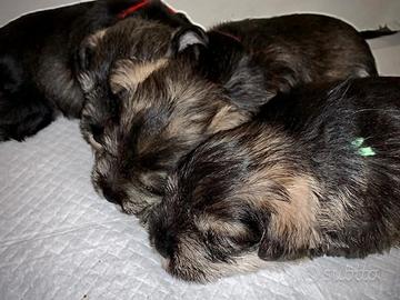 Cucciolata do schnauzer nani