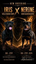 Cuccioli Rottweiler
