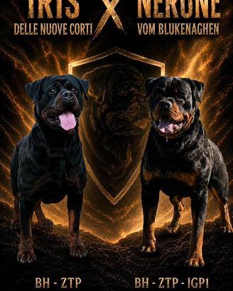 Cuccioli Rottweiler