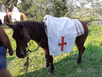 Pony da scuola molto brava