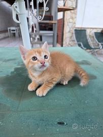 Cicciolo di gatto