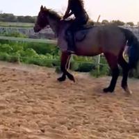 Cavalla da scuola o passeggiate