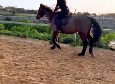 Cavalla da scuola o passeggiate