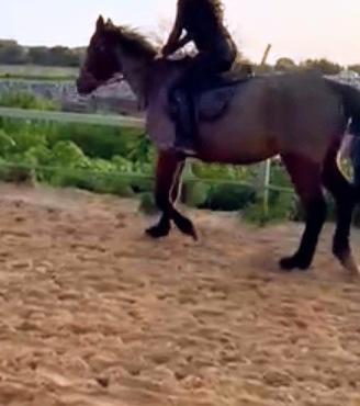 Cavalla da scuola o passeggiate