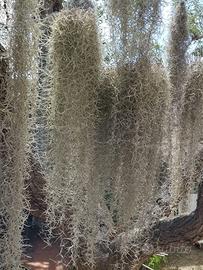 Tillandsia usneoides (muschio spagnolo)