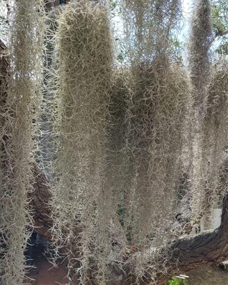 Tillandsia usneoides (muschio spagnolo)