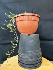 Bonsai Timo stile cascata