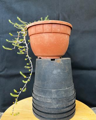 Bonsai Timo stile cascata