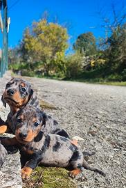 Bassotto Tedesco Cucciole Arlecchino Silver