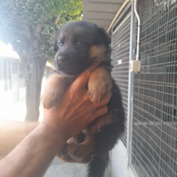 Cuccioli pastore tedesco con pedegree