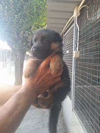 Cuccioli pastore tedesco con pedegree