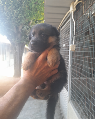 Cuccioli pastore tedesco con pedegree